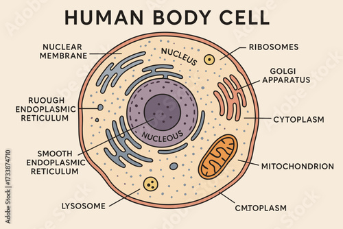 Human cell structure labeled diagram