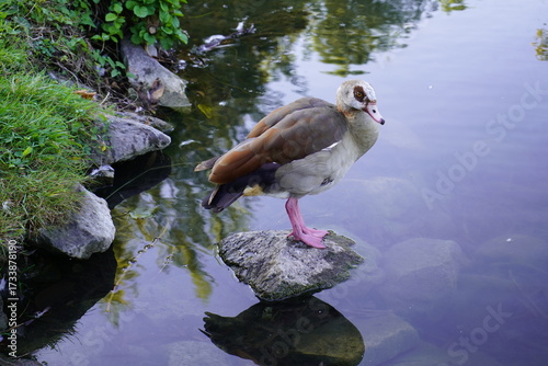 The Egyptian goose (Alopochen aegyptiaca) is a member of the duck, goose, and swan family Anatidae. It is native to Africa south of the Sahara and the Nile Valley. Hanover, Germany.