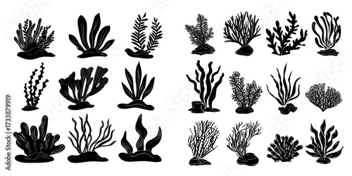 Tropical underwater marine life is represented by corals, seaweed, and ocean reef plants and animals in a modern cartoon set, along with sea fauna and alga, including corals and spirulina, which are