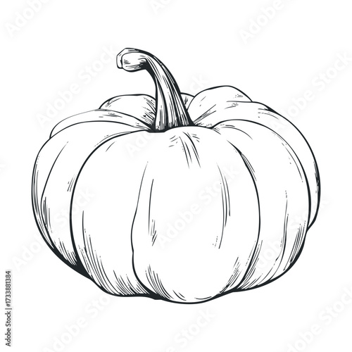 White pumpkin drawing for autumn decoration and seasonal themes. Vector hand drawn illustration

