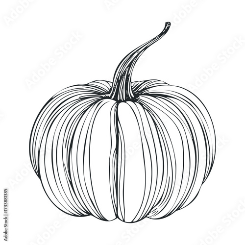 Elegant pumpkin sketch for autumn decoration and seasonal themes. Vector hand drawn illustration

