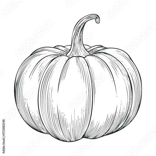 Hand drawn pumpkin for autumn harvest and seasonal decorations. Vector hand drawn illustration

