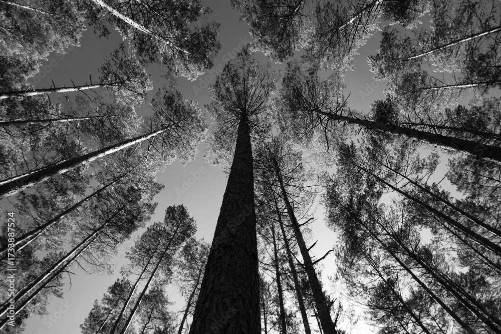 Fototapeta premium A walk in the forest - Roztocze National Park