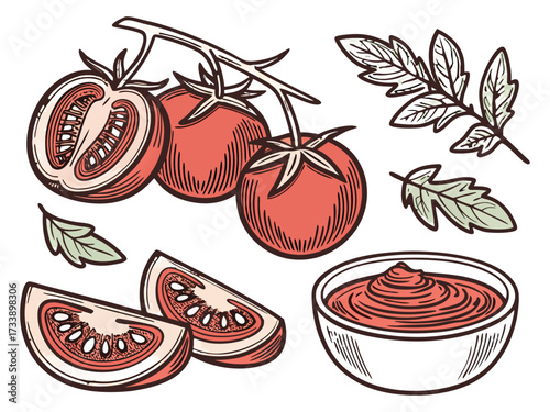 Vintage Hand Drawn Tomato Collection with Whole, Slice, Branch and Ketchup Bowl Illustration Isolated.