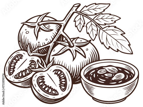 Vintage Hand Drawn Tomato Collection with Whole, Slice, Branch and Ketchup Bowl Illustration Isolated.
