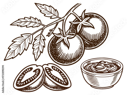 Vintage Hand Drawn Tomato Collection with Whole, Slice, Branch and Ketchup Bowl Illustration Isolated.