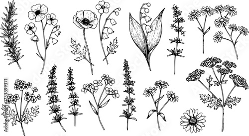 Elegant botanical illustration featuring a variety of hand drawn wildflowers and herbs in a vector format