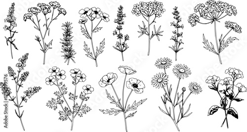 Elegant botanical illustration featuring a variety of hand drawn wildflowers and herbs in a vector format