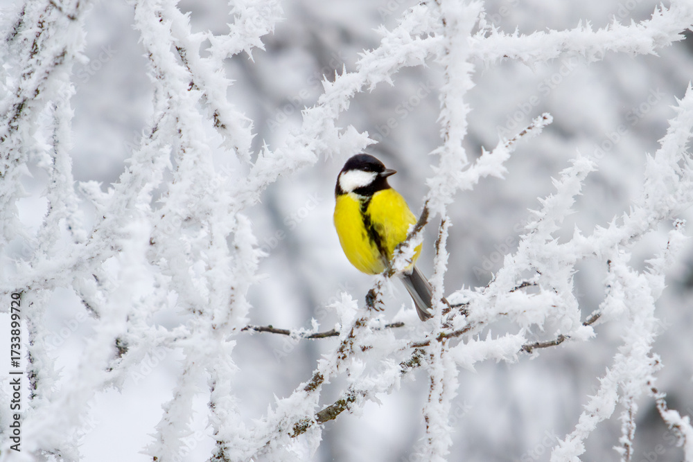 Fototapeta premium yellow little bird sits on a snowy branch