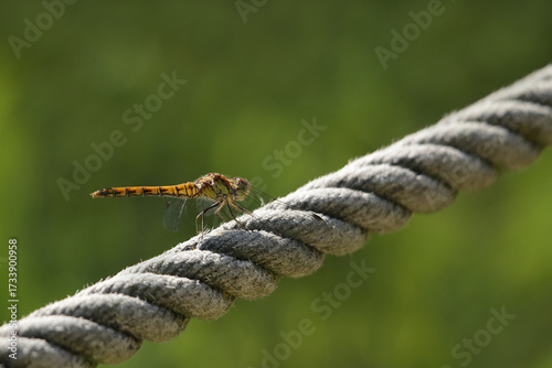 Libelle auf einem Seil