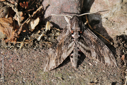 Ligusterschwärmer - Sphinx ligustri