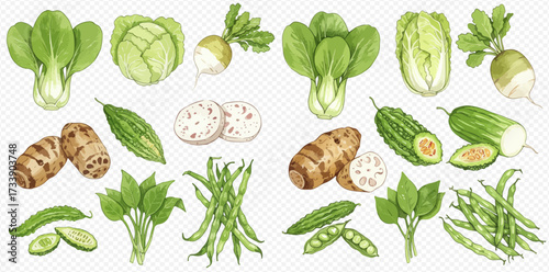 Watercolor illustration of various green vegetables including bok choy, cabbage, bitter melon, and green beans.