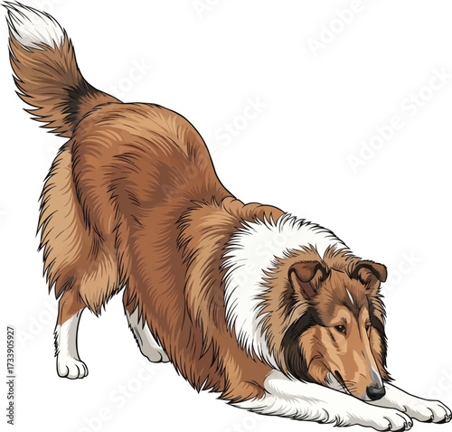 Rough Collie dog playful bow pose cute stretching illustration