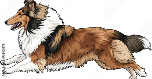 Rough Collie dog running energetic side view vector illustration
