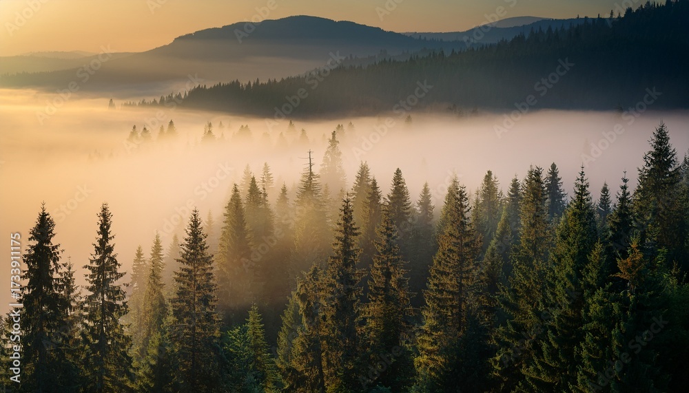 Fototapeta premium Misty Landscape With Fir Forest Misty Pine Forest During Sunrise