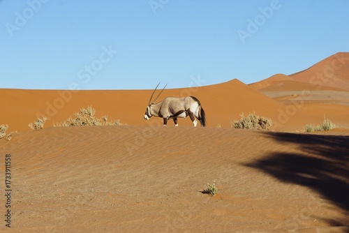 Ein Oryx streift durch die Sanddünen im Namib-Naukluft Nationalpark, Sossusvlei in Namibia. 