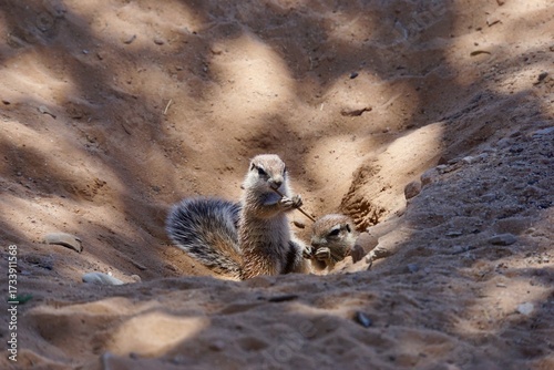 Afrikanischen Borstenhörnchen (Xerus) spielt im Sandgraben mit ihrem Geschwister und nagt an einem kleinen Ast.