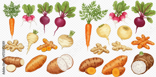 An illustration of various root vegetables including carrots, beets, radishes, ginger, and sweet potatoes.