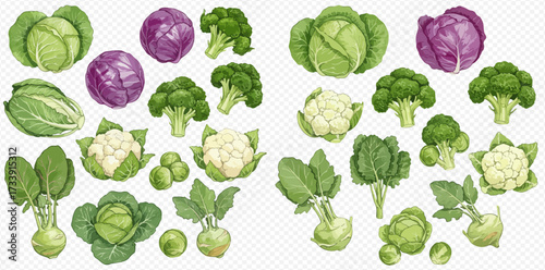 Illustration of various vegetables including cabbage, broccoli, cauliflower, and kohlrabi on a transparent background.