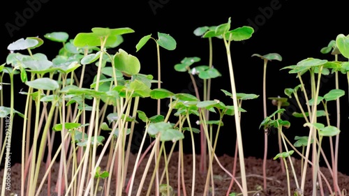 Beautiful Time Lapse of Growth Buckwheat Plants Against a Black Background. Fagopyrum esculentum. 4K.
