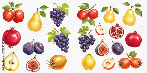 A vibrant watercolor illustration showcasing a variety of fruits including apples, pears, grapes, pomegranates, figs, plums, and quinces.