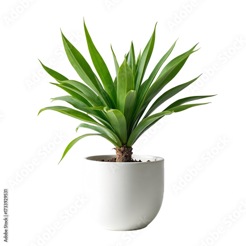 (AI) Elegant potted plant on transparent background
