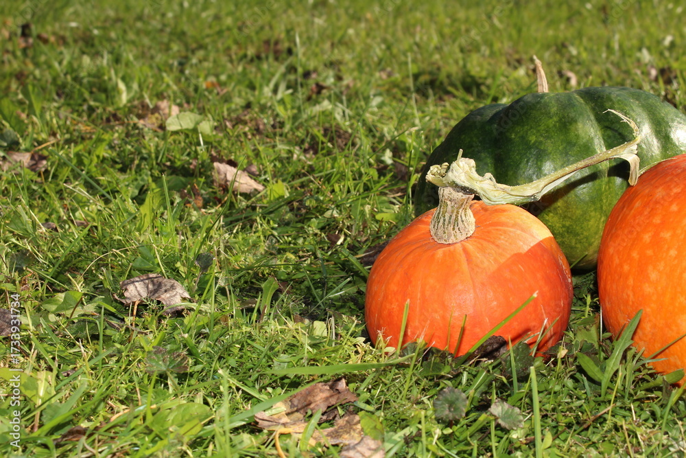 Φωτογραφία very beautiful orange pumpkin on an autumn background