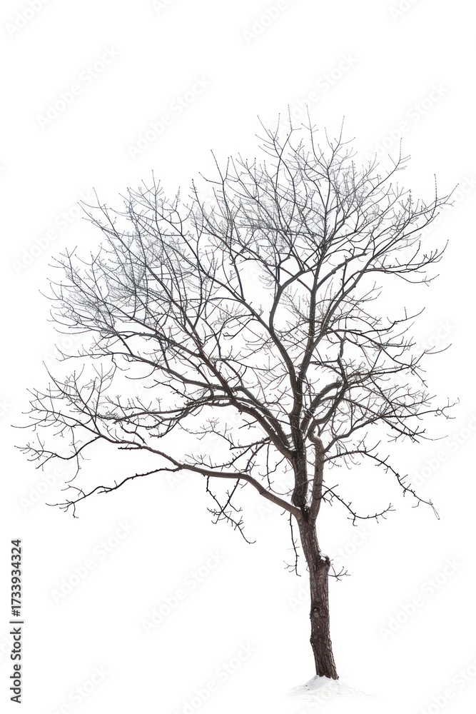 Obraz premium Solitary winter tree on snow
