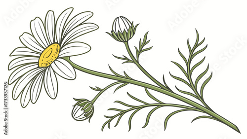 Illustration of a daisy flower with white petals yellow center and green stem with buds and leaves created with generated ai