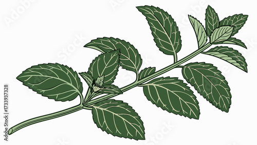 Illustration of a sprig of mint with green leaves and light green veins on a white background created with generated ai