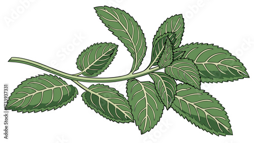 Illustration of a leafy green branch with prominent veins and serrated edges against a white background created with generated ai
