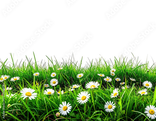 Vibrant green grass and daisies bloom against a stark black background