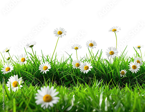 Bright white daisies in green grass against a dark background