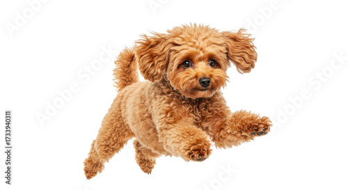 Adorable brown poodle puppy jumping isolated PNG, playful dog with curly fur on transparent background, cute pet for design and advertising