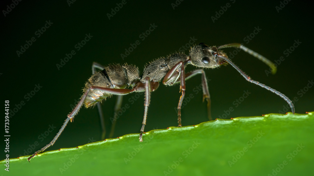 Fototapeta premium Ant walking on green leaf in macro closeup