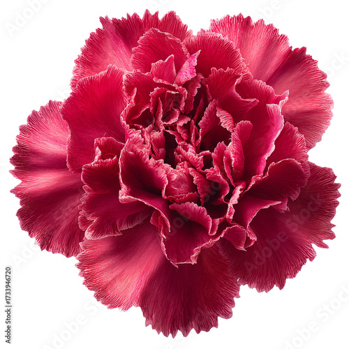 carnation flower on transparent png background