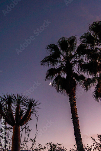 Paisaje en Puerto de la Cruz, Isla de Tenerife.