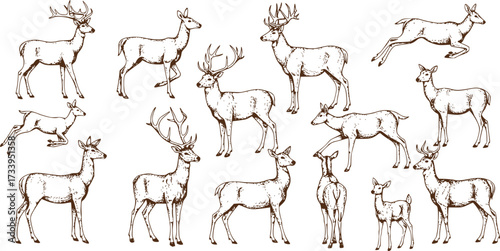 Deer silhouettes set vector illustration, black deer silhouette icon bundle