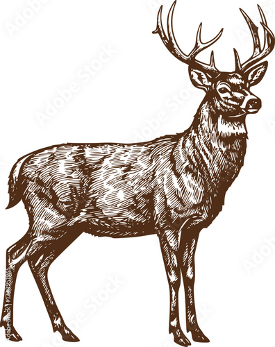 Deer silhouettes set vector illustration, black deer silhouette icon bundle