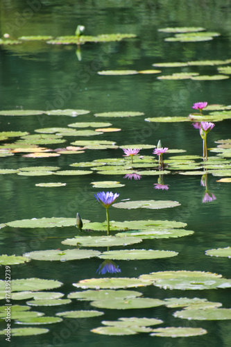 A view of the lotus flower on the pond.  Beppu, Japan
