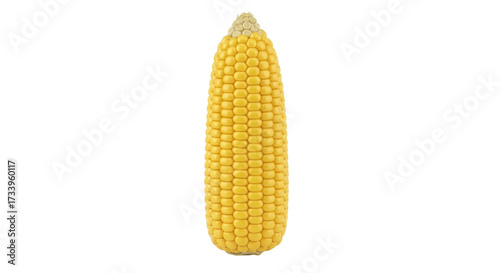 Isolated yellow corn cob ready to cook, plant based diet, fresh and healthy eating