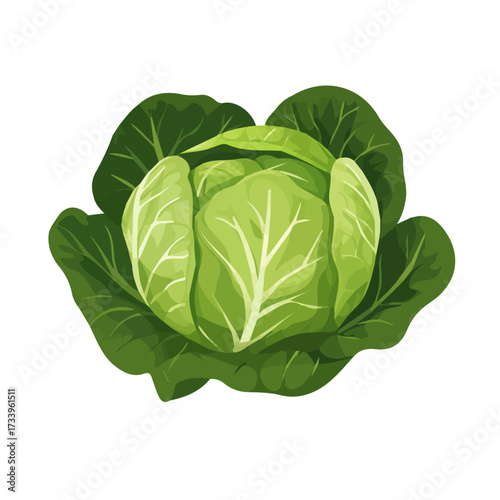 Flat 2D Cabbage illustration, vector graphic in icon style, on white background