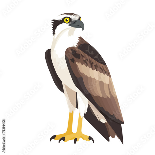 Flat 2D Osprey illustration, vector graphic in icon style, on white background