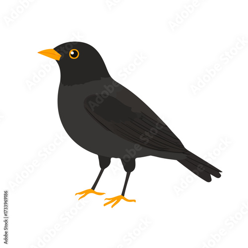 Flat 2D Blackbird illustration, vector graphic in icon style, on white background