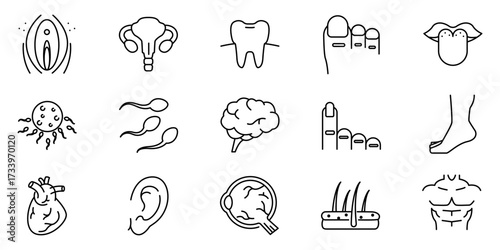 Vector icon set illustration of human body parts and organs including heart brain ear teeth foot sperm uterus skin and hair in outline style suitable for medical anatomy and health design