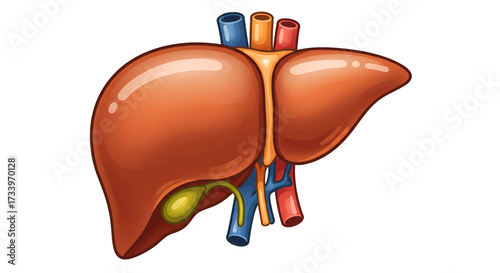 A digitally rendered illustration showcasing the human liver, including its gallbladder and blood vessels.
