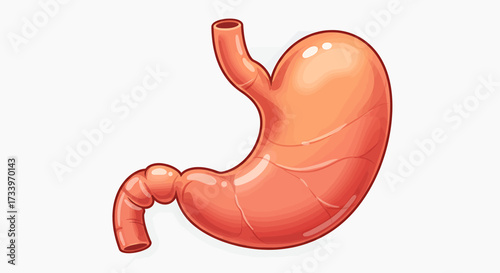 An illustrated depiction of a human stomach, showing its anatomical structure and shape.