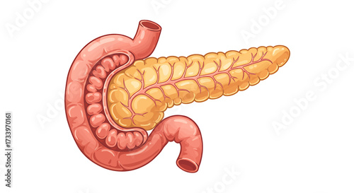 Illustration of the human pancreas and duodenum, showing their anatomical relationship.