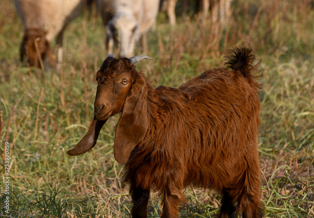 Fototapeta premium Young Cyprus Long-Eared Goat in Sunlight