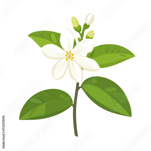 2D flat vector illustration of a Jasmine Flower in icon style, isolated on white background